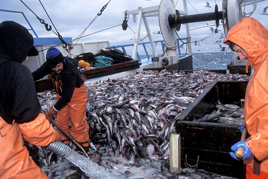 Pesquería de abadejo de Alaska Fotografía de tres hombres con impermeables naranjas recogiendo una gran cantidad de pescado en la cubierta de un barco pesquero.