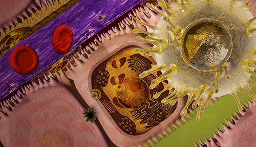 Ilustración del virus de la hepatitis C atacando células del hígado.