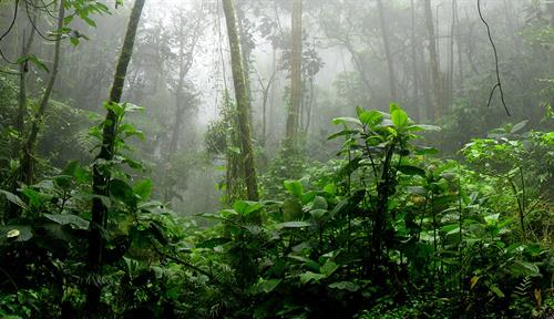 Imagen de un bosque tropical lluvioso, se ve en primer plano plantas verdes de mediana estatura y, a lo lejos, troncos de árboles que se elevan a lo alto, cubiertos por neblina.