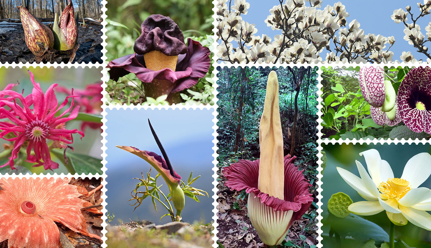 Collage de 11 plantas termogénicas.