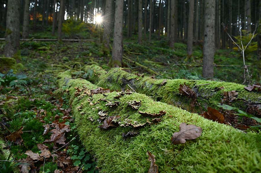 Troncos cubiertos de musgo y líquenes yacen en el suelo del bosque.